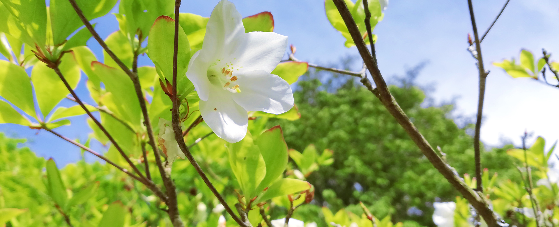 弁護士 砂原 薫 （ソフィオ法律事務所 所属）