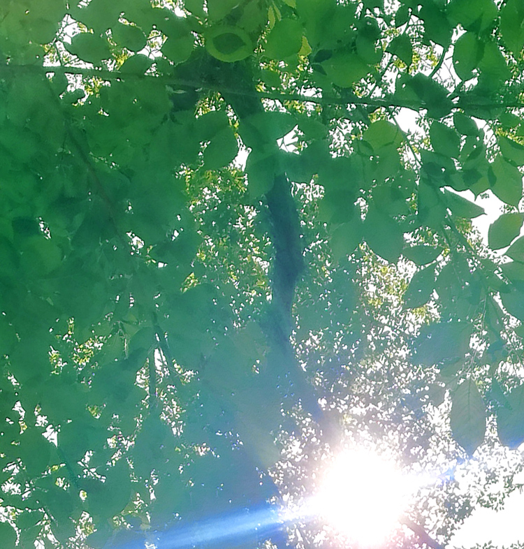 弁護士 砂原 薫（すなはら かおる）